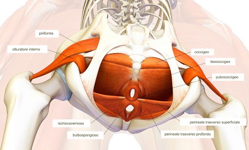 disegno del pavimento pelvico in anatomia